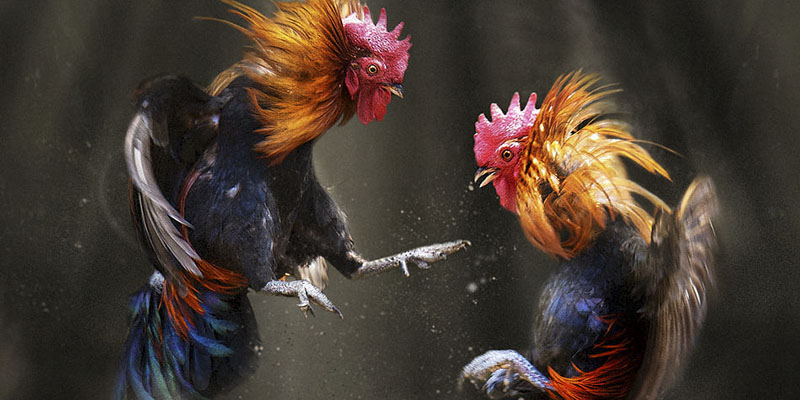 สนามไก่ Thomo กับอัฒจันทร์ทันสมัย ดึงดูดพี่น้องนักเดิมพัน